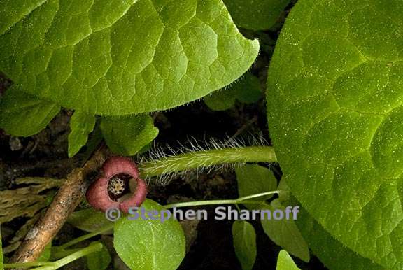 asarum lemmonii 3 graphic